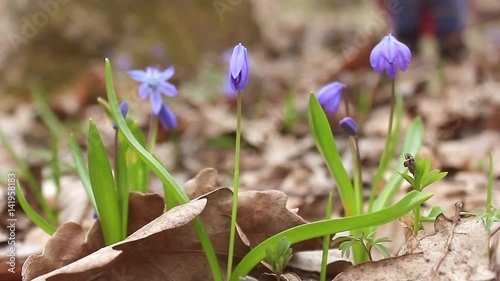 Snowdrop spring flowers. Delicate Snowdrop flower is one of the spring symbols telling us winter is leaving and we have warmer times ahead. Fresh green well complementing the blue blossoms. photo