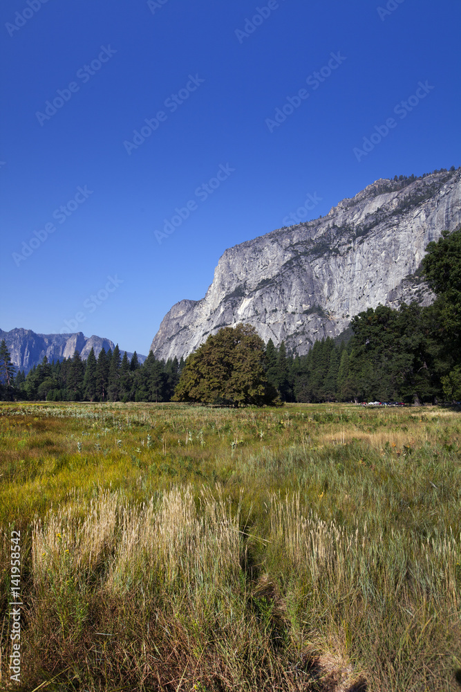 A view of  Yosemite Valley floor in California