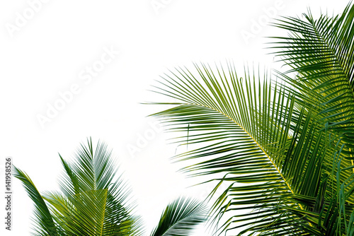 Closeup leaves of coconut tree isolated on white background
