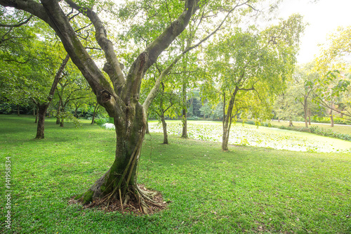 Fototapeta Naklejka Na Ścianę i Meble -  Tree on the lawn