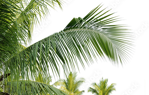 Closeup leaves of coconut tree on white background
