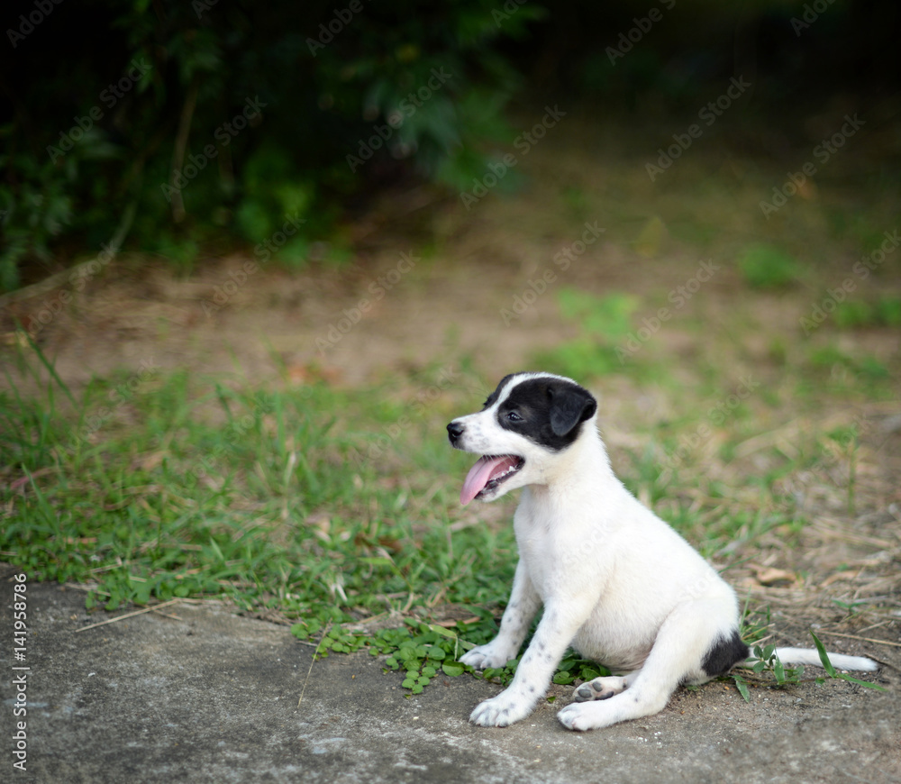 Closeup black and white dog sitting on ground