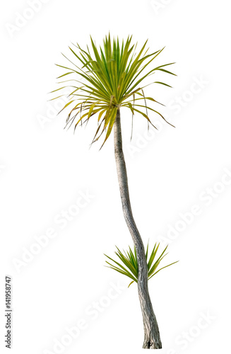 Tree isolated, Dracaena loureiri Gagnep photo