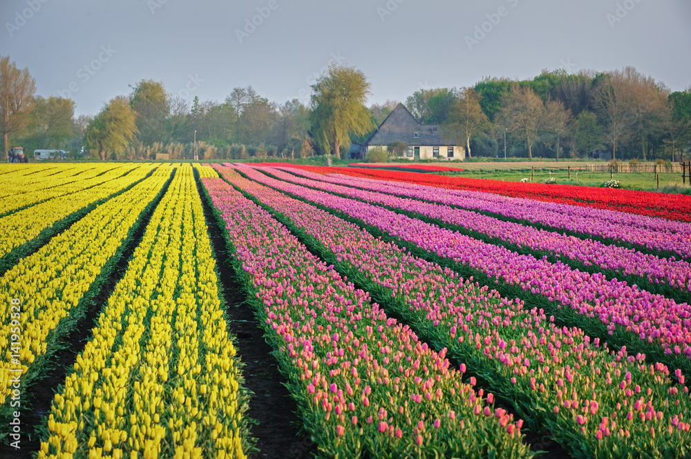 Spring field of multi-colored tulips in the Netherlands