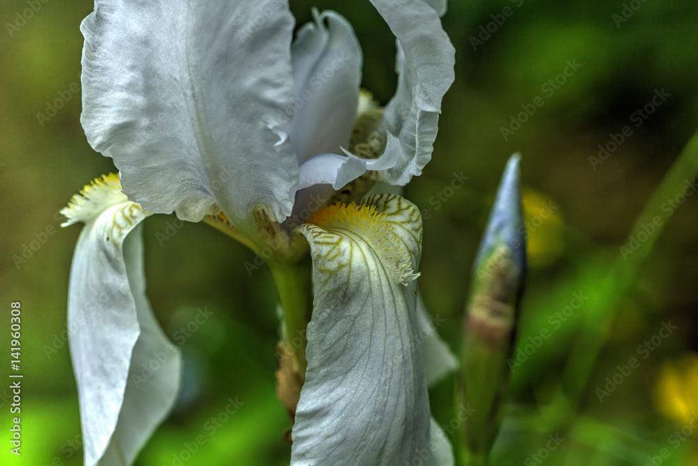 Summer flower. White iris blooming in the summer garden.