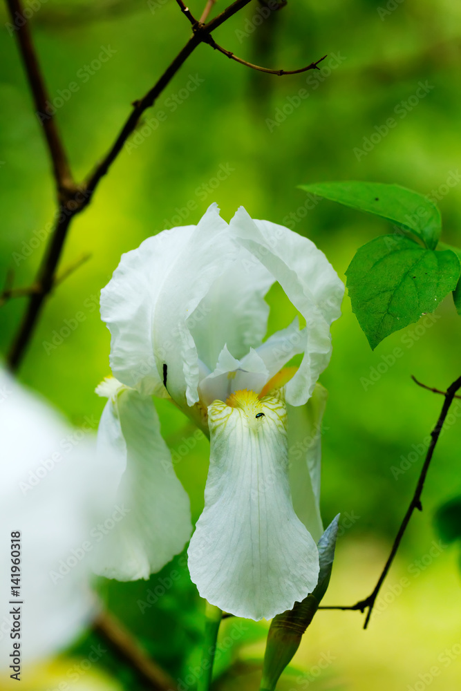 Summer flower. White iris blooming in the summer garden.