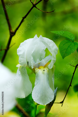 Obraz na płótnie Summer flower. White iris blooming in the summer garden. w salonie
