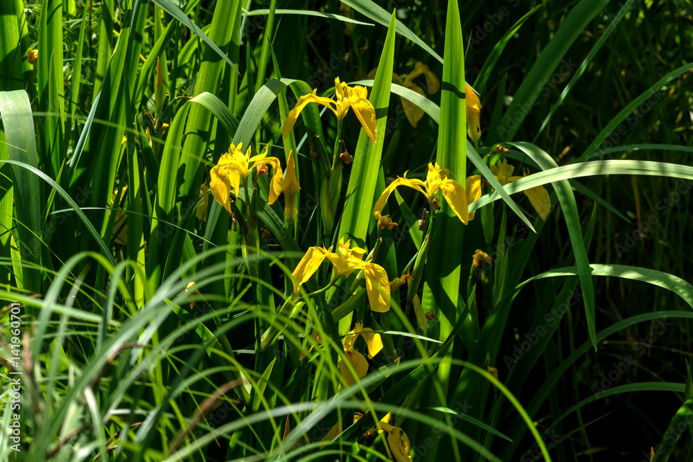 Summer flower. A yellow iris blooming around a summer pond.