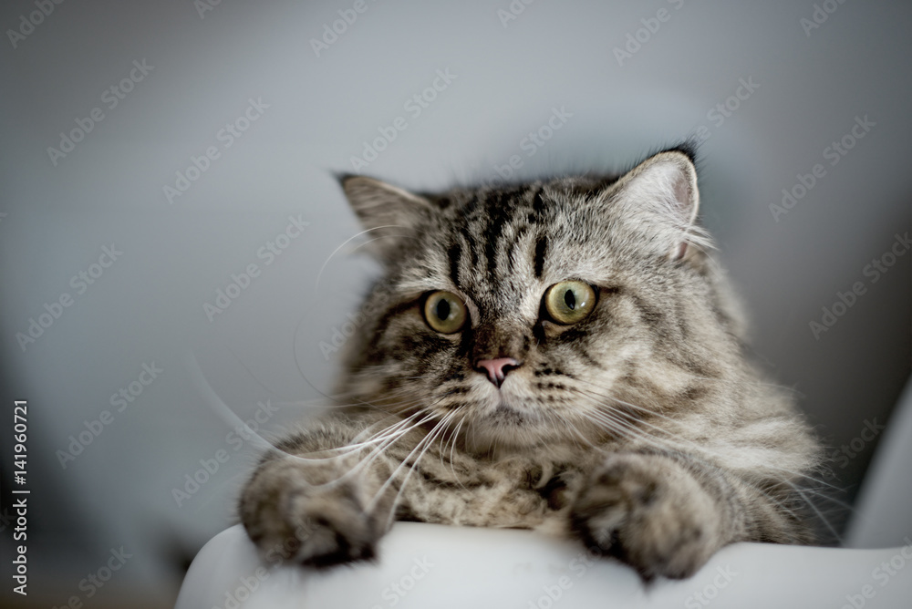 Obraz premium Closeup Cat