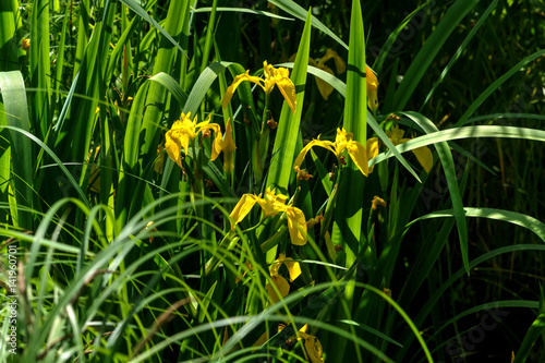 Summer flower. A yellow iris blooming around a summer pond.  photo