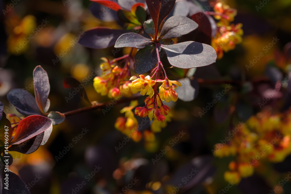 Garden plant. A flowering bush of decorative barberry growing in the summer garden.