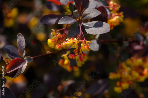 Obraz na płótnie Garden plant. A flowering bush of decorative barberry growing in the summer garden. w salonie