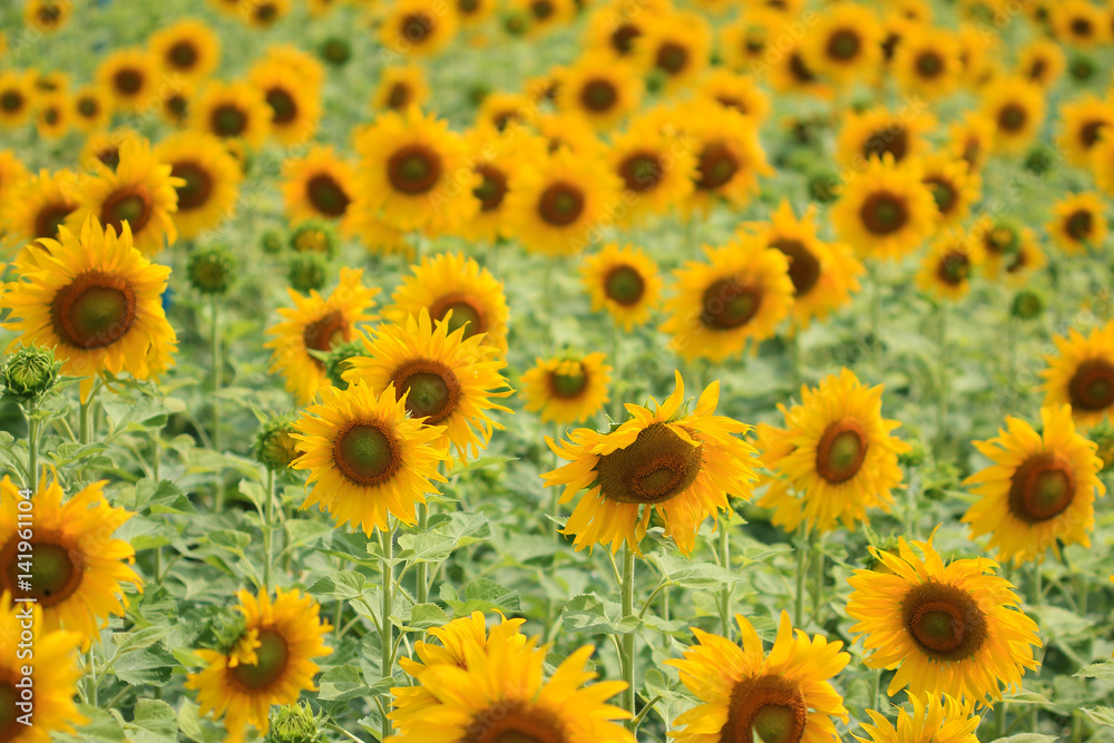 Sunflower field
