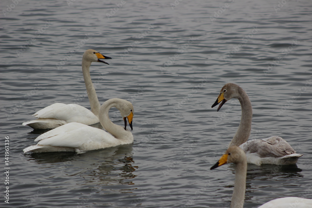 Лебеди, голуби, утки.