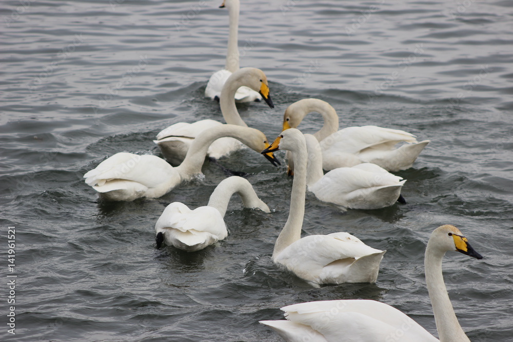 Obraz premium Лебеди, голуби, утки.