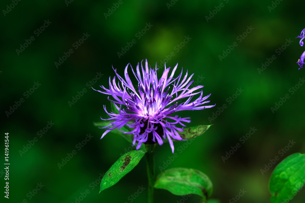 Field flower. A flowering brown knapweed growing on a summer field.