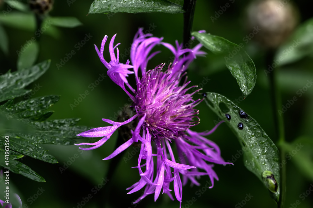 Field flower. A flowering brown knapweed growing on a summer field.