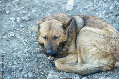Fotografia The miserable homeless dog lies