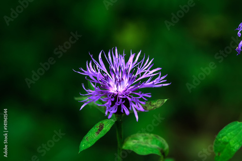 Obraz na płótnie Field flower. A flowering brown knapweed growing on a summer field. w salonie