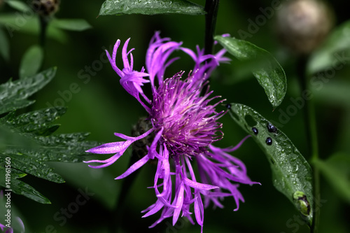 Obraz na płótnie Field flower. A flowering brown knapweed growing on a summer field. w salonie