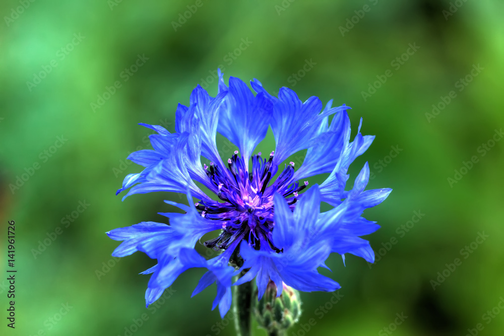 Field flower. Blooming cornflower growing on the summer field.