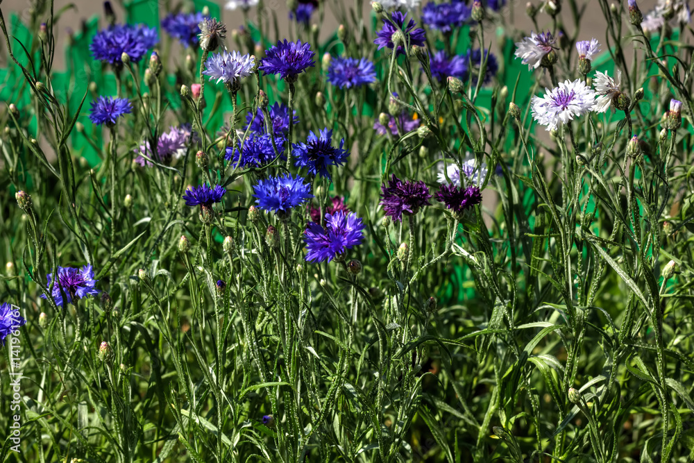 Field flower. Blooming cornflower growing on the summer field.