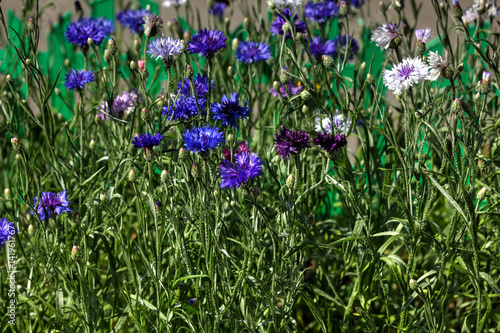 Obraz na płótnie Field flower. Blooming cornflower growing on the summer field. w salonie