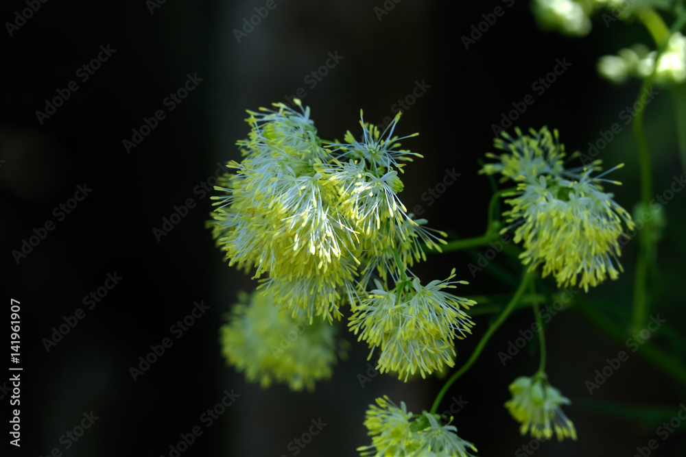 Wild flower. The flower of the meadow rue grows on a summer meadow.