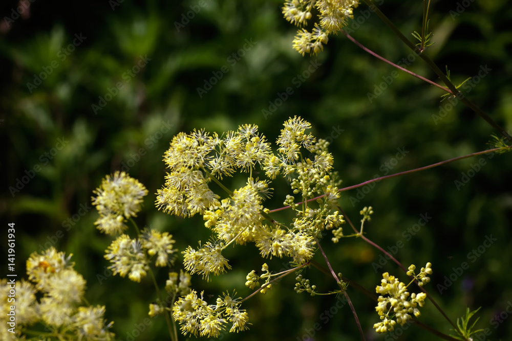 Wild flower. The flower of the meadow rue grows on a summer meadow.