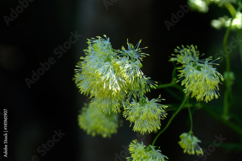 Obraz na płótnie Wild flower. The flower of the meadow rue grows on a summer meadow. w salonie