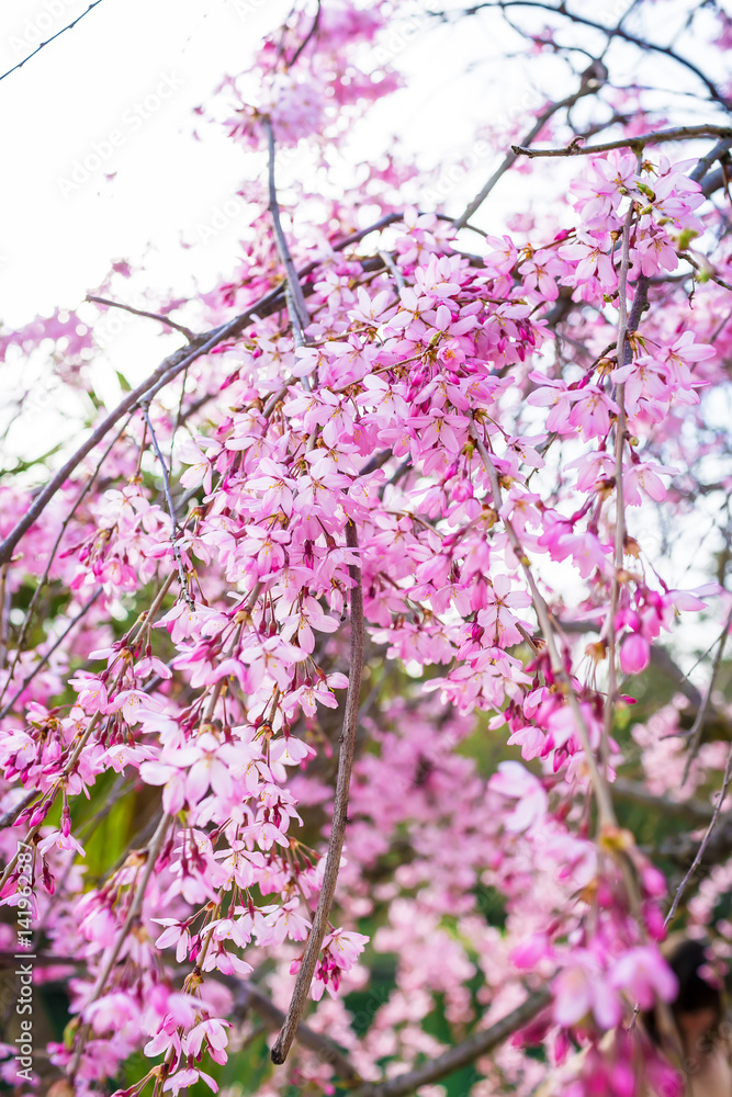 Beautiful spring pink flowers in park. Blooming sakura tree