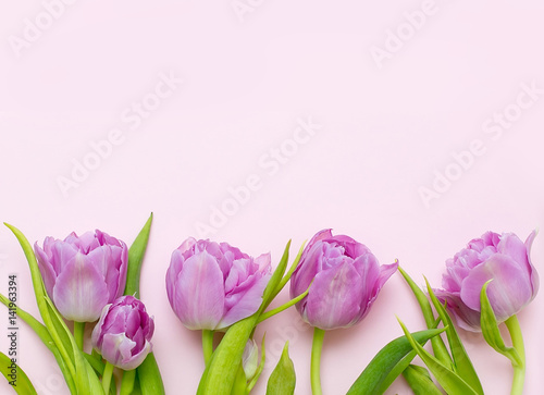 Fototapeta Naklejka Na Ścianę i Meble -  Purple tulips on a light pink background