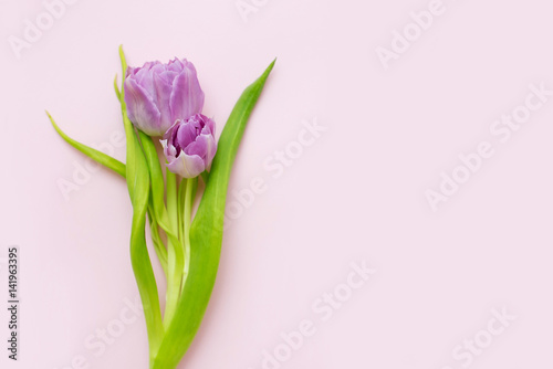 Purple tulips on a light pink background © Watercolor_Art_Photo