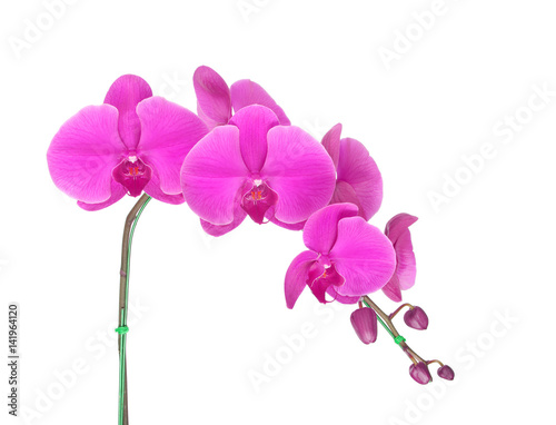 Beautiful orchid isolated on white background