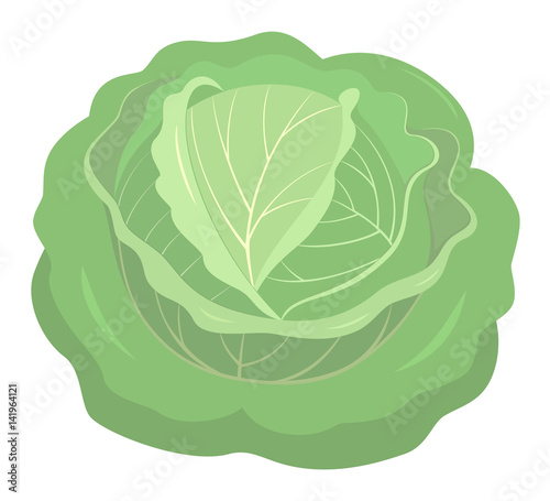 cabbage isolated white background vector illustration