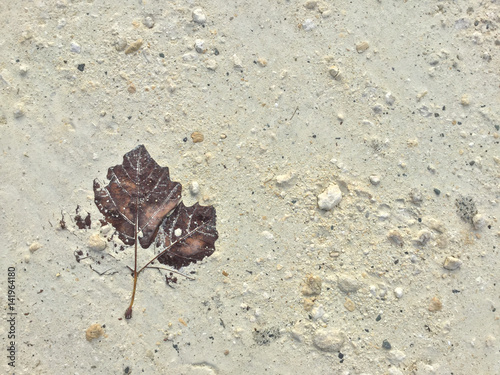 Feuille d   rable plane sur le sol