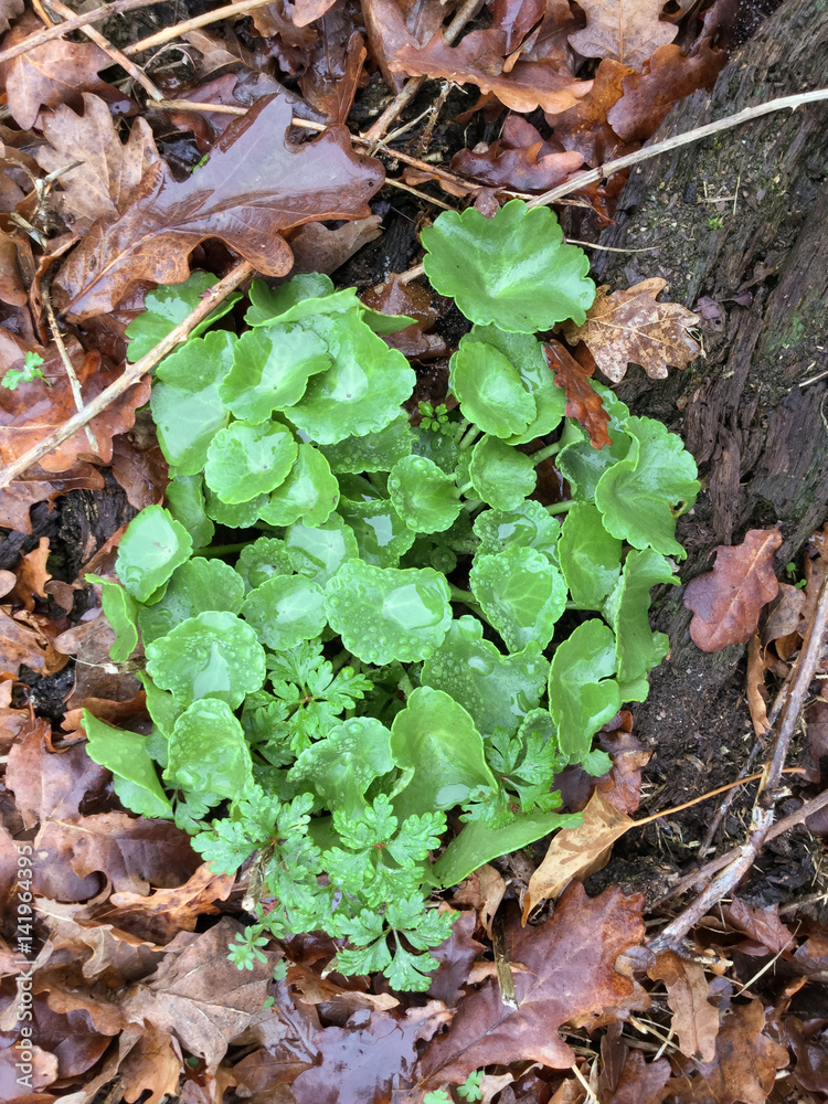 Plante comestible, Nombril de vénus Plante comestible, Nombril de vénus