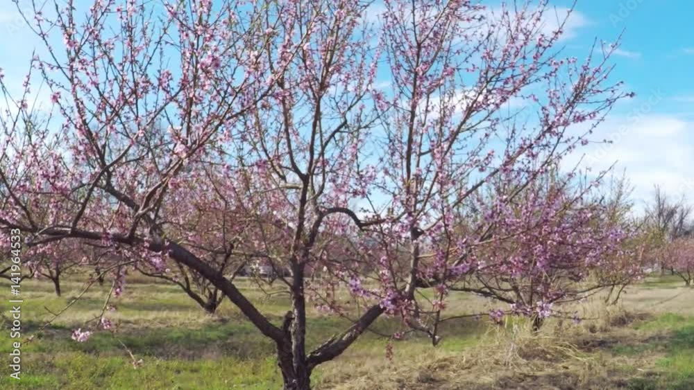 Blooming peach trees in peach orchard of a fruit farm. Blooming peach trees in peach orchard of a fruit farm.