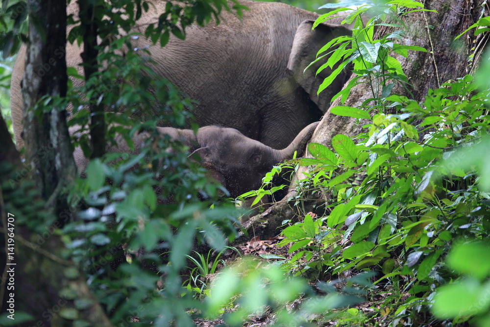 Borneo elephant (Elephas maximus borneensis) in Sabah, Borneo Borneo elephant (Elephas maximus borneensis) in Sabah, Borneo