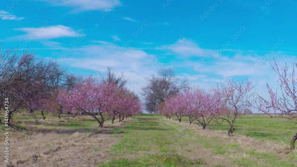 Blooming peach trees in peach orchard of a fruit farm. Blooming peach trees in peach orchard of a fruit farm.