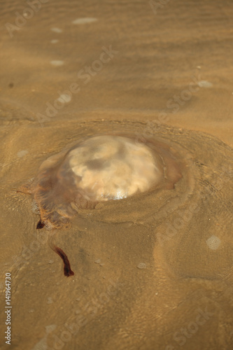 huge jellyfish on a shore