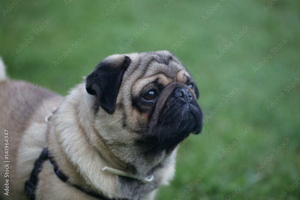 Pug portrait on green field. Animal, pet and dog concept.