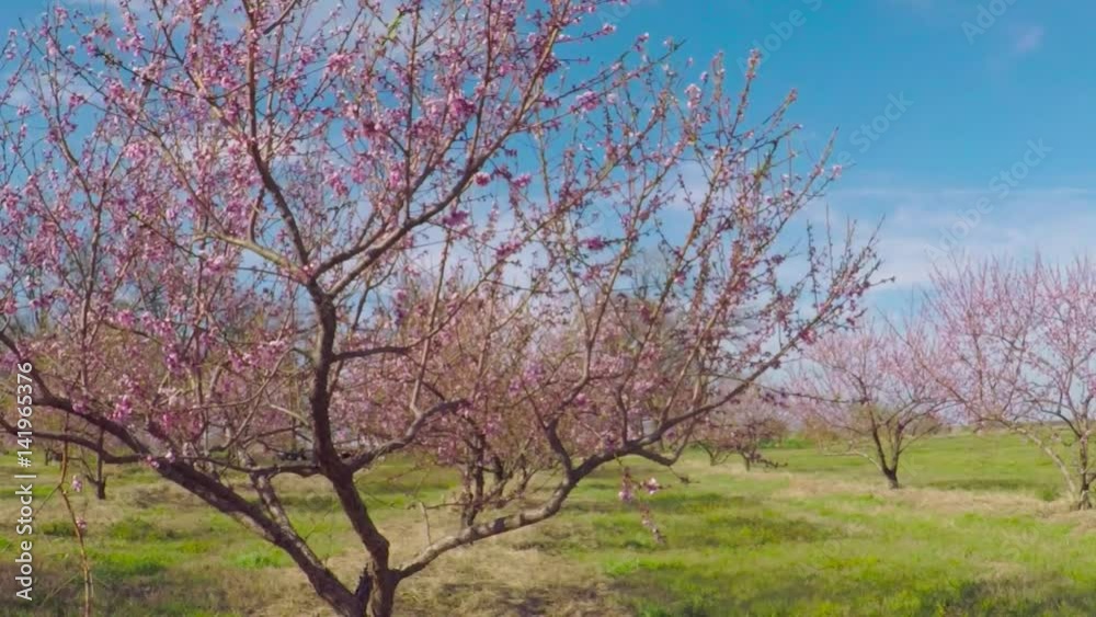 Blooming peach trees in peach orchard of a fruit farm. Blooming peach trees in peach orchard of a fruit farm.