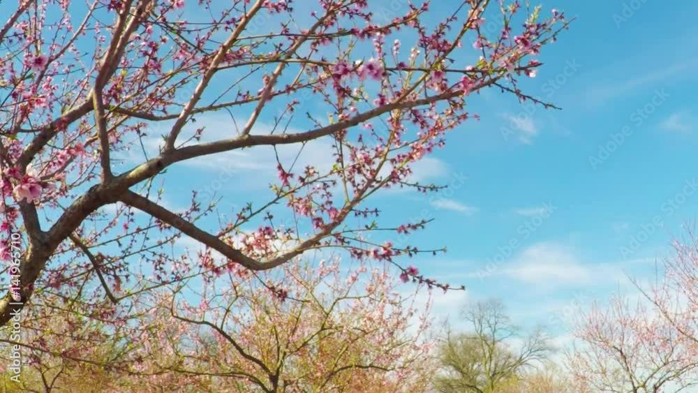 Close up of peach tree blooming branches on a windy day. Close up of peach tree blooming branches on a windy day.