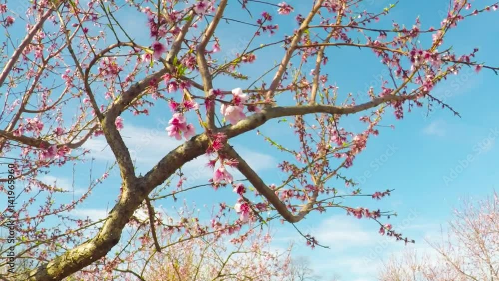 Close up of peach tree blooming branches on a windy day. Close up of peach tree blooming branches on a windy day.