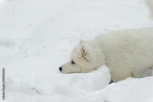 Samoyed puppy in winter