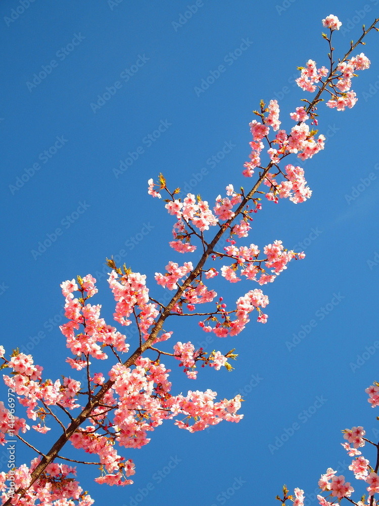 春空と河津桜
