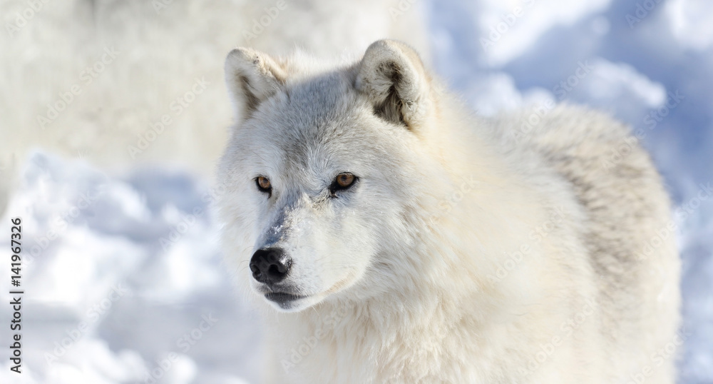 Obraz premium portrait du loup arctique