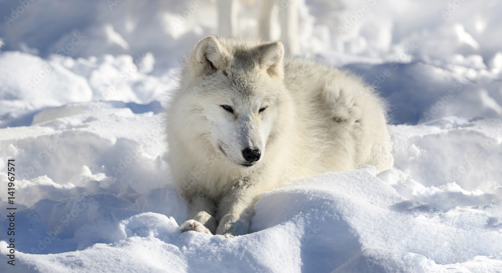 Fototapeta premium petite pause