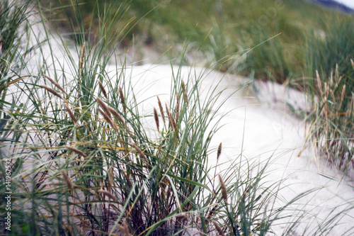 Sand Dunes with Grass in Nida